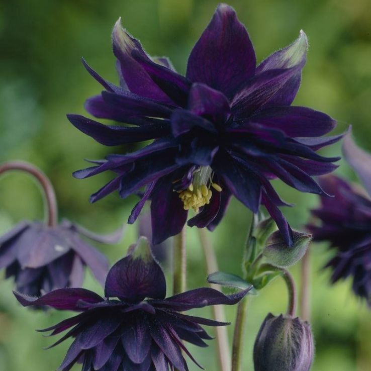 Aquilegia Black Barlow - Granny's Bonnet, Columbine main product photo