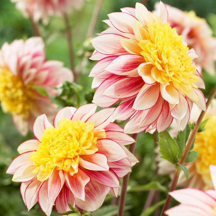 Dahlia Polka - Extra Special Variety main product photo