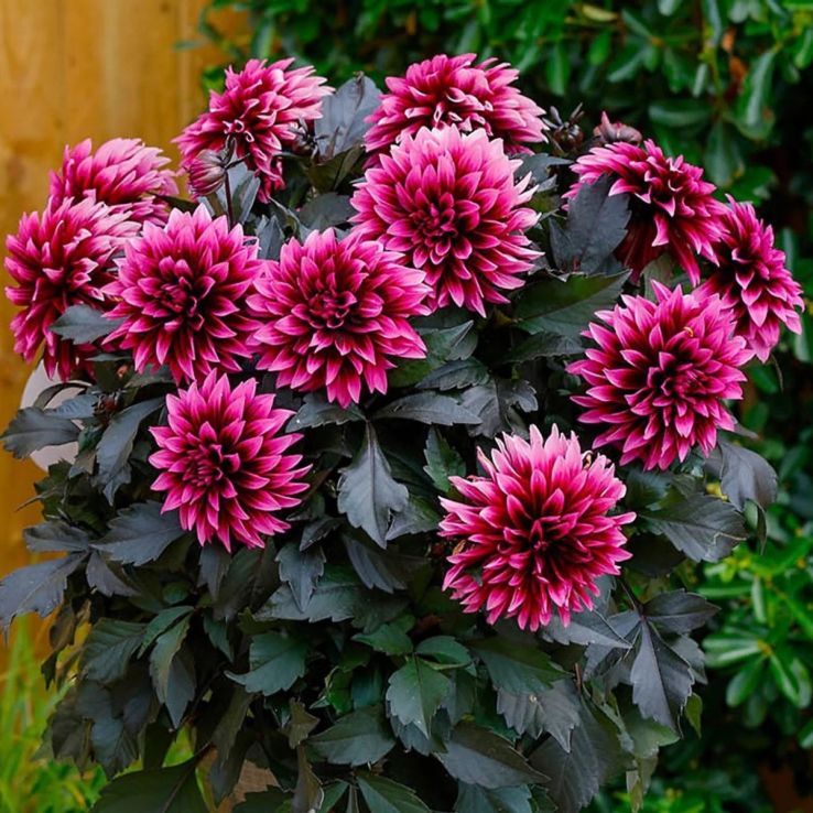 Patio Dahlia Velvet Crush Plant main product photo