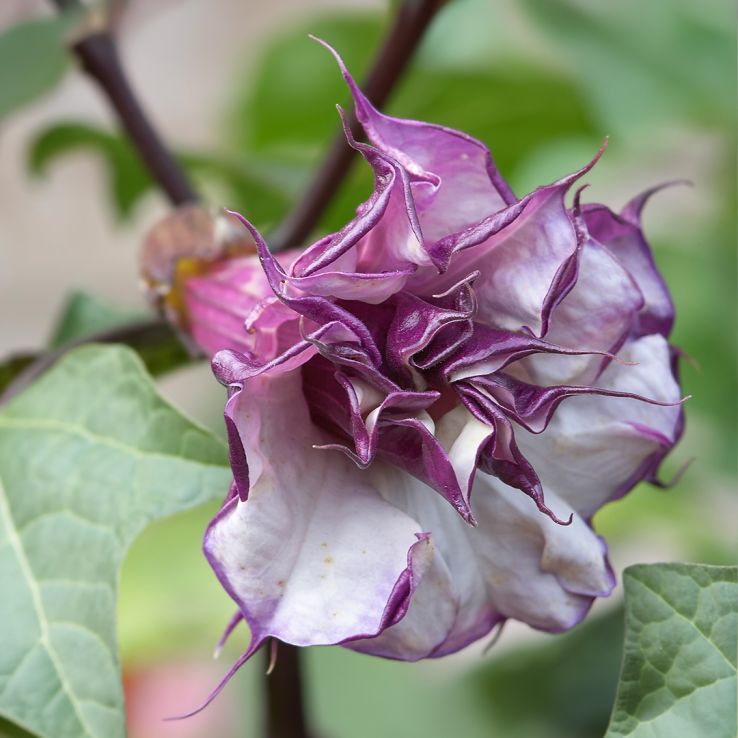Datura metel 'Ballerina Purple' - Thorn Apple Trumpet Plant main product photo