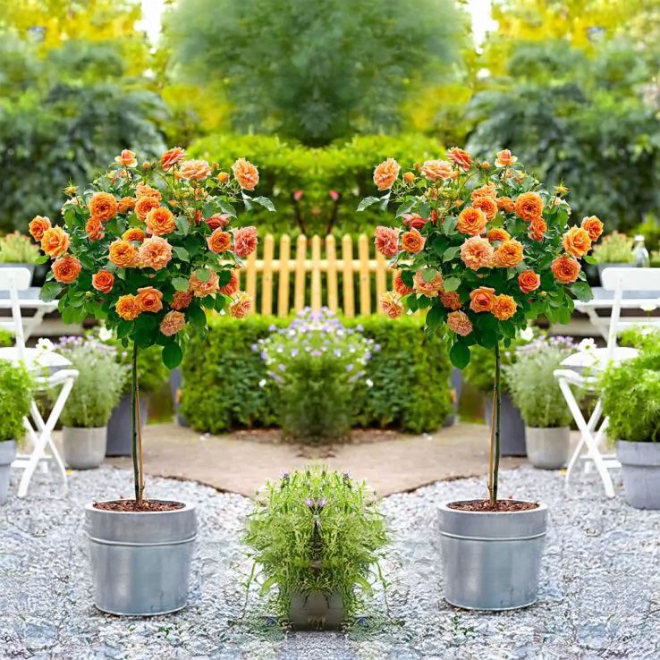 Pair of Patio Standard ORANGE Rose Trees circa 100cm tall - In Bud & Bloom main product photo