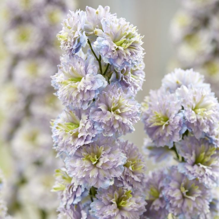Delphinium 'Rainbow Sensation' main product photo