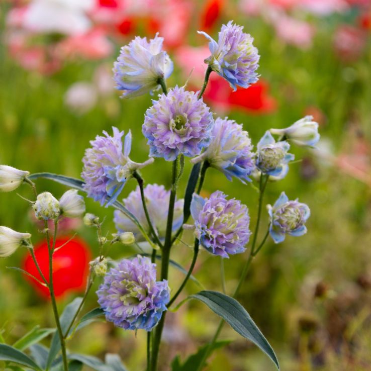 Delphinium 'Rainbow Sensation' main product photo