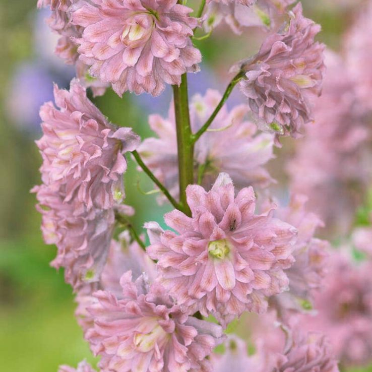 Delphinium 'Mystery Sensation' main product photo