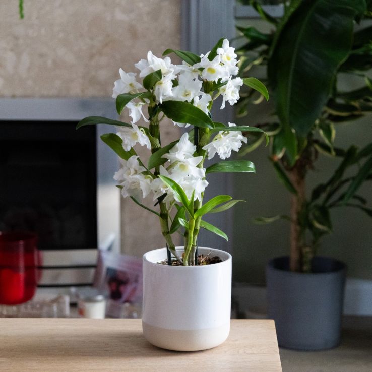 Dendrobium Nobilis - White Towering Nobile Orchid- Premium Quality with Classic White Display Pot main product photo