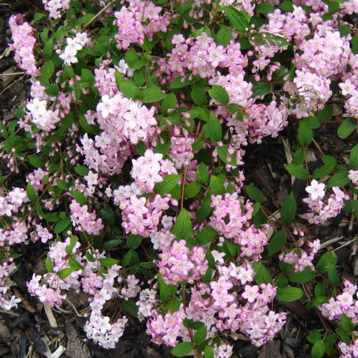 Deutzia × elegantissima 'Rosealind' main product photo