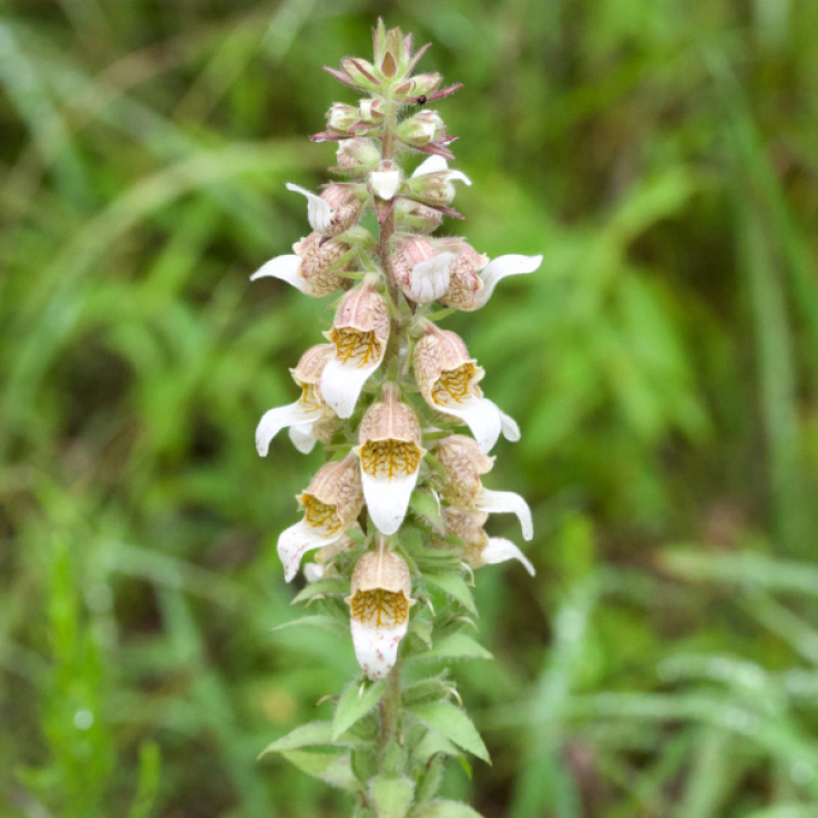 Digitalis Lanata Café Crème - Foxgloves main product photo