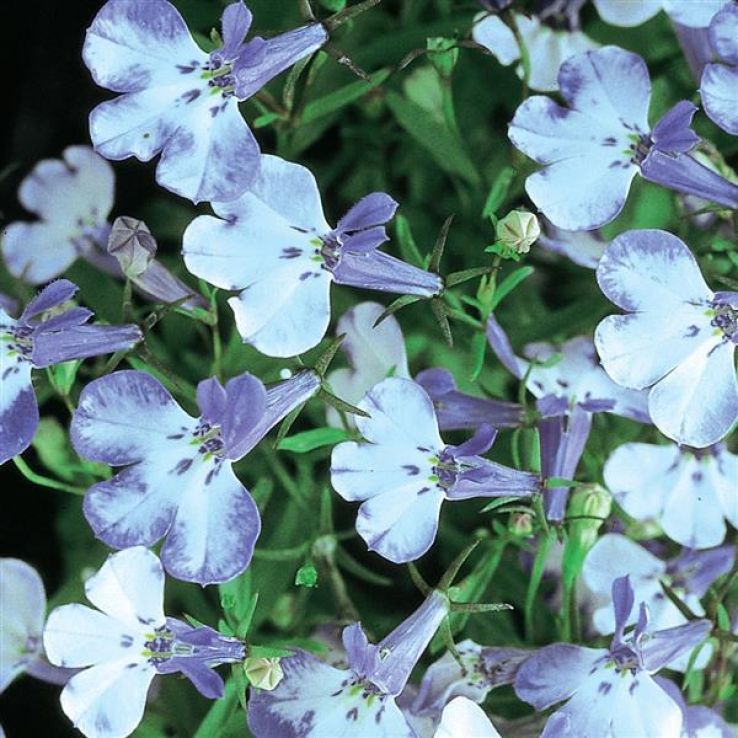 Lobelia Erinus Riviera Blue Splash main product photo