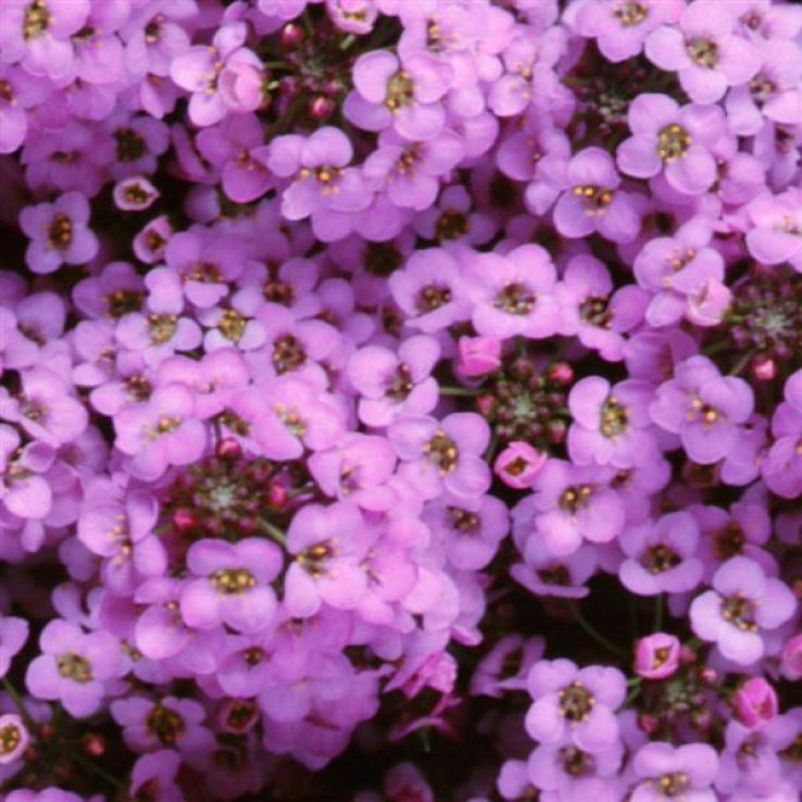Alyssum (lobularia) maritima wonderland lavender main product photo