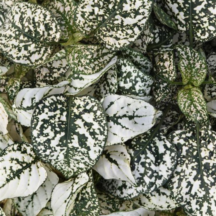Hypoestes Splash White - Polka Dot Plant main product photo