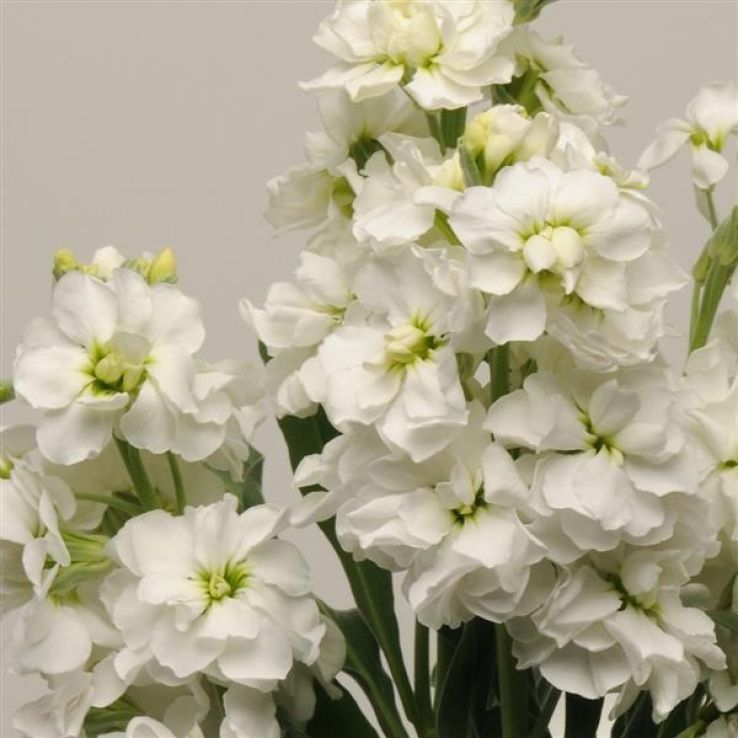 Matthiola Incana 'Katz White' - Fragrant Column Stock Plant main product photo