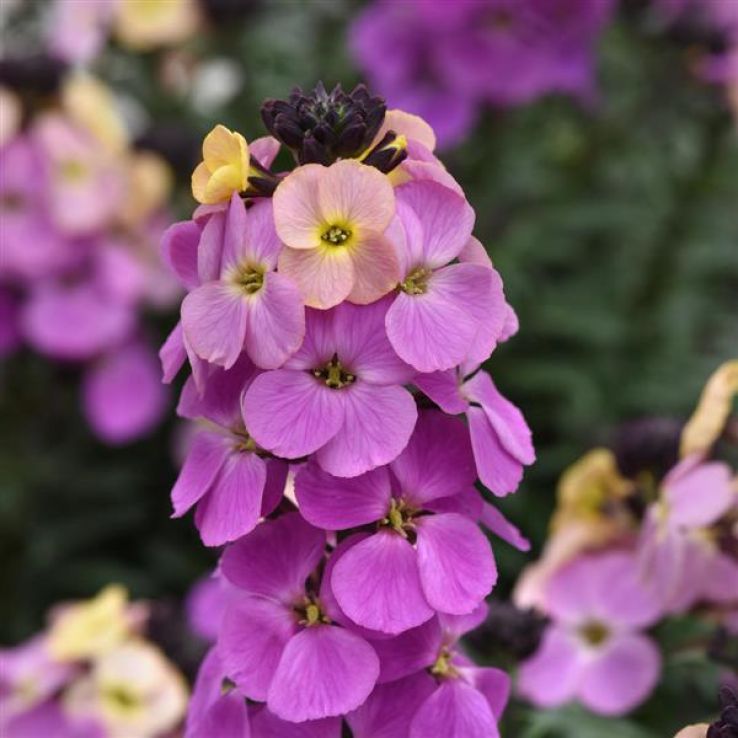 Erysimum Purple Glow - Perennial Wallflower - In Bud & Bloom main product photo