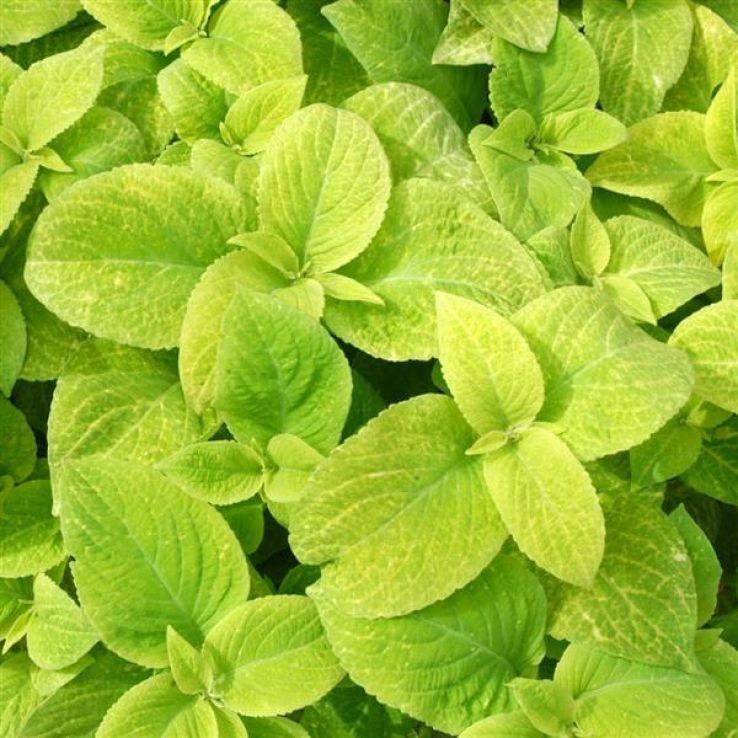 Coleus 'Wizard Golden' - Solenostemon Plant main product photo