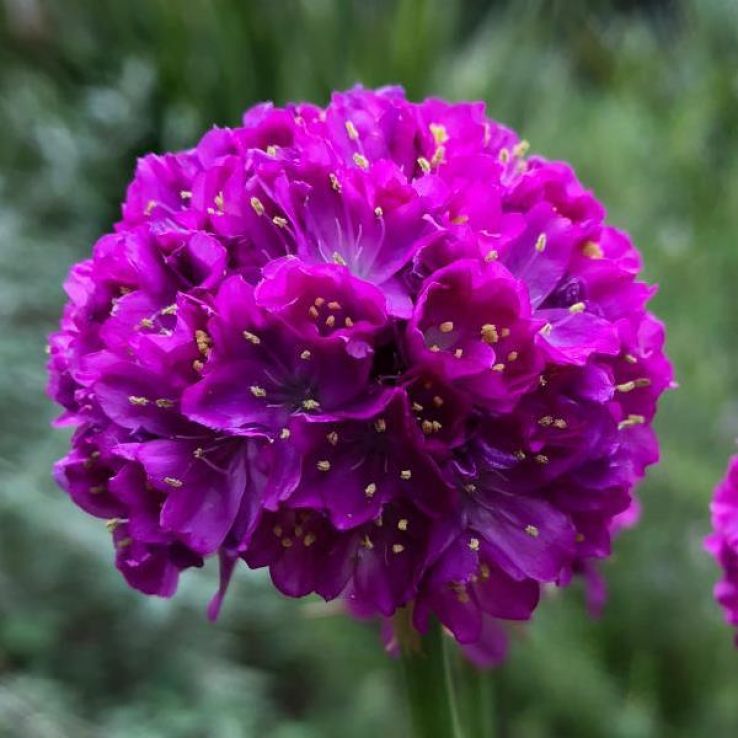 Armeria Dreameria Vivid Dreams - In Bud & Bloom main product photo