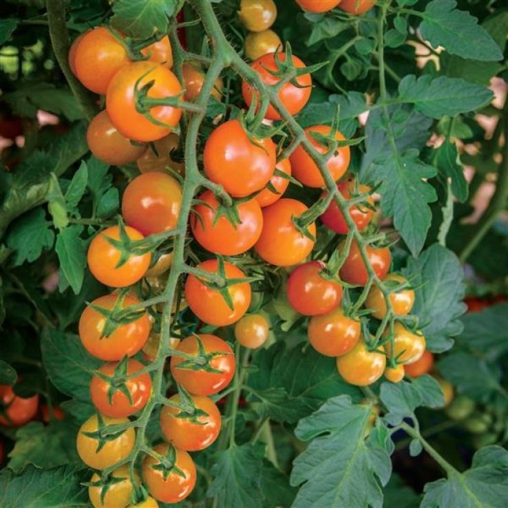 Tomato Plant 'Honeycomb' main product photo