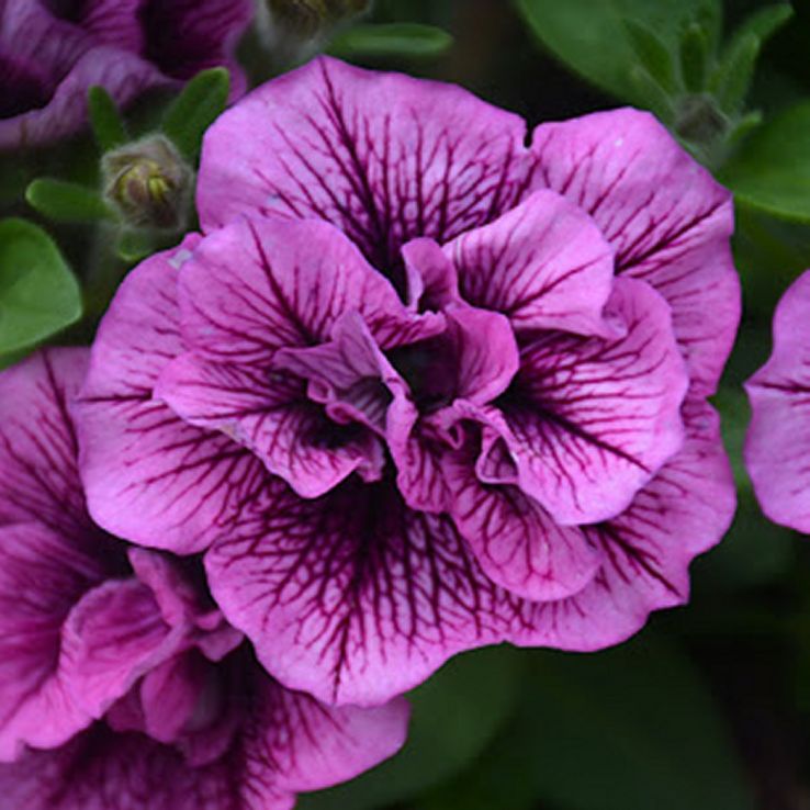 Petunia Double Cascade Plum Vein main product photo