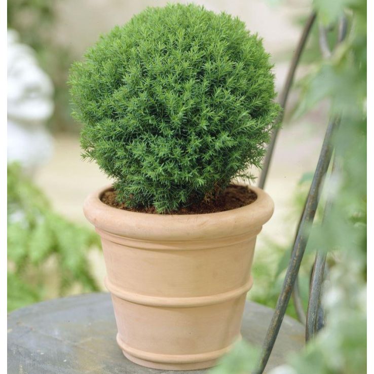 Thuja occidentalis 'Teddy' - Dwarf Slow Growing Conifer