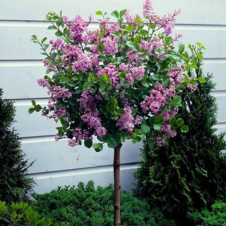 Dwarf Korean Lilac Tree - Syringa Palibin - Large Standard - circa 140-160cm main product photo