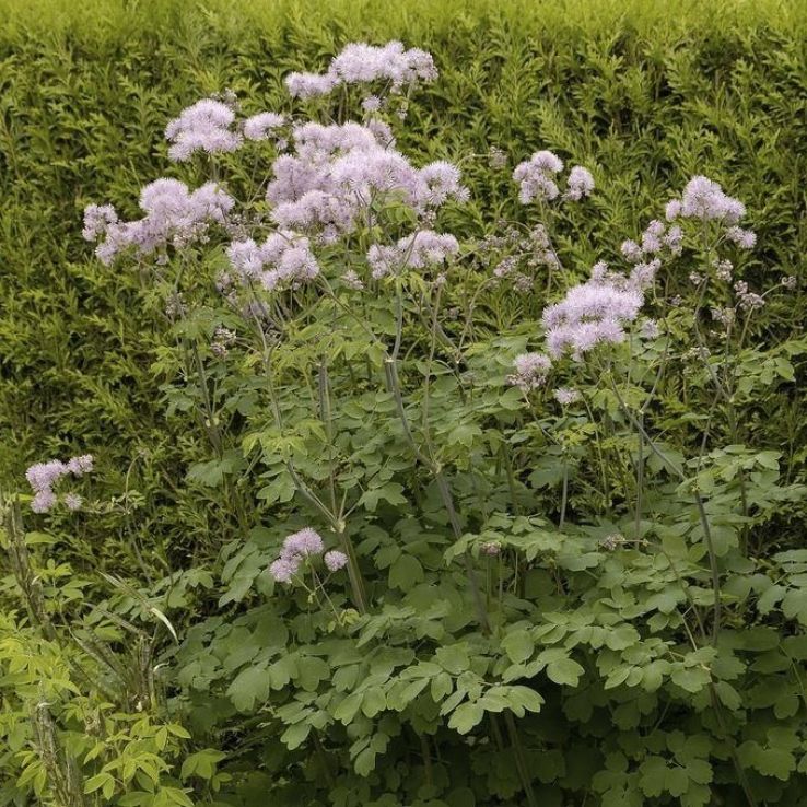 Thalictrum aquilegifolium main product photo