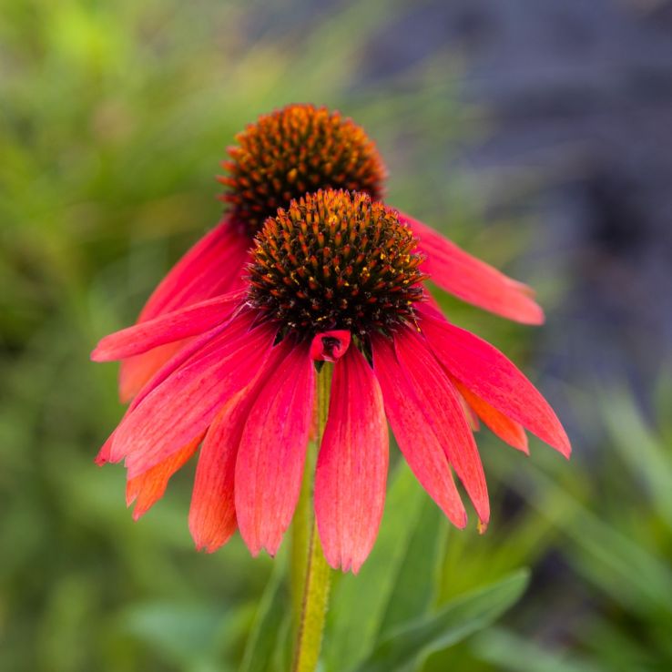 Echinacea purpurea 'Sensation Coral' - Cone Flower main product photo
