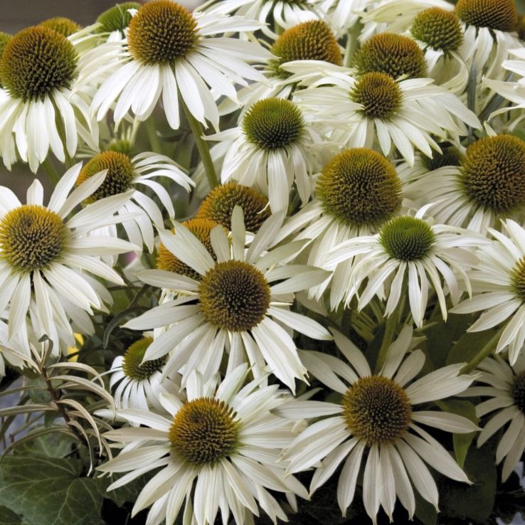 Echinacea Primadonna 'White' main product photo
