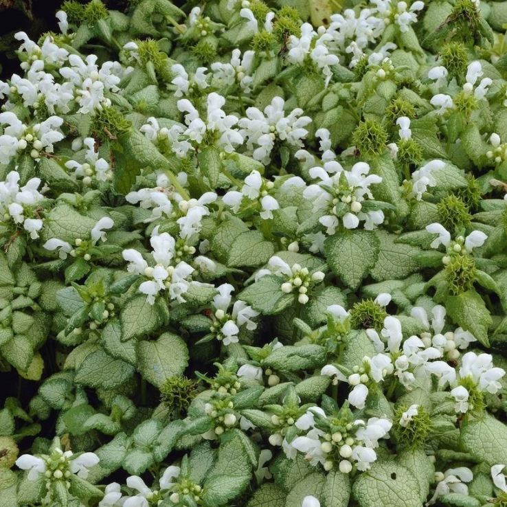 Lamium maculatum 'White Nancy' main product photo