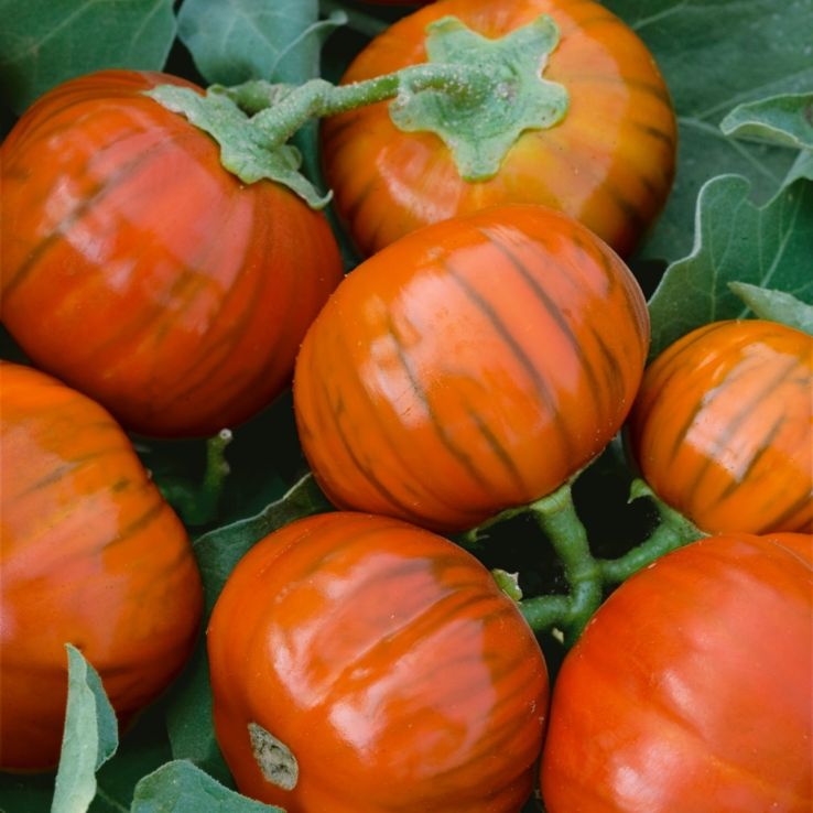 Aubergine Plant 'Turkish Orange' main product photo