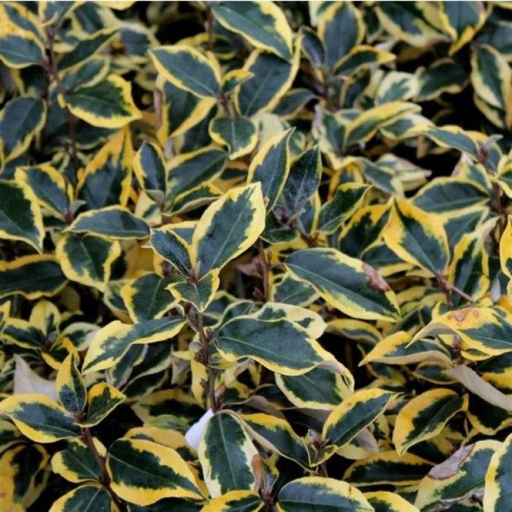Elaeagnus x ebbingei 'Gilt Edge' - Silverthorn main product photo