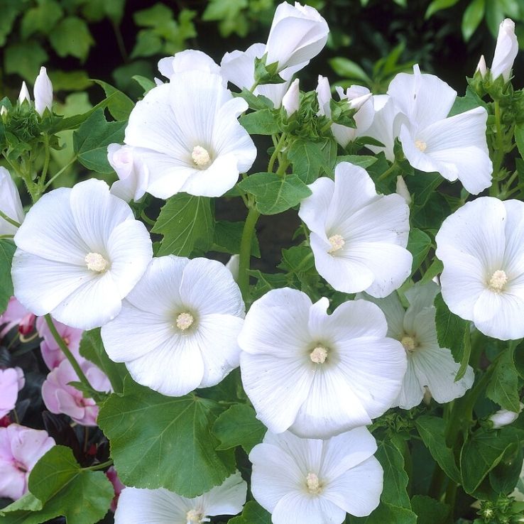 Lavatera Trimestris Mont Blanc main product photo
