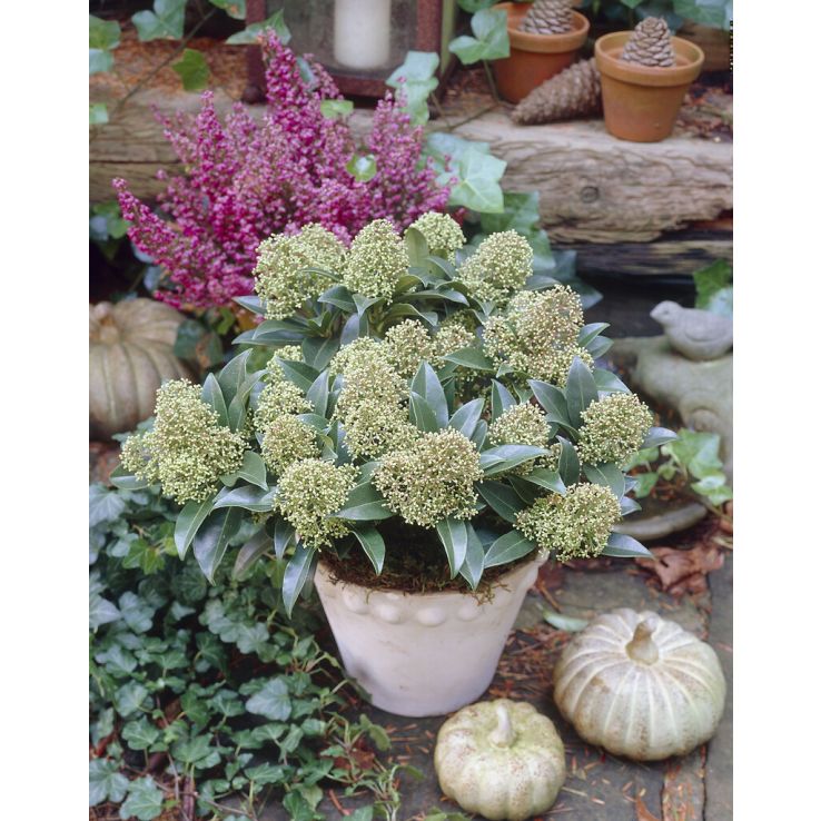 Skimmia japonica Marlot - in Bud and Bloom main product photo