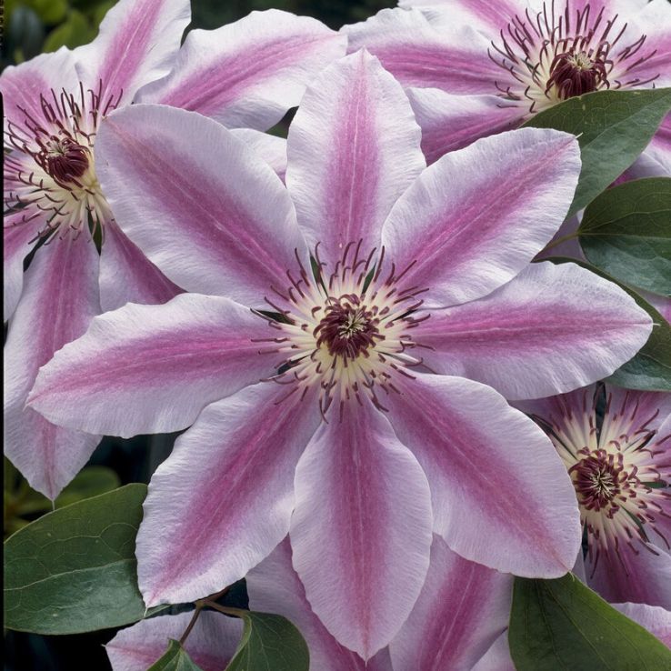 Clematis 'Nelly Moser' main product photo