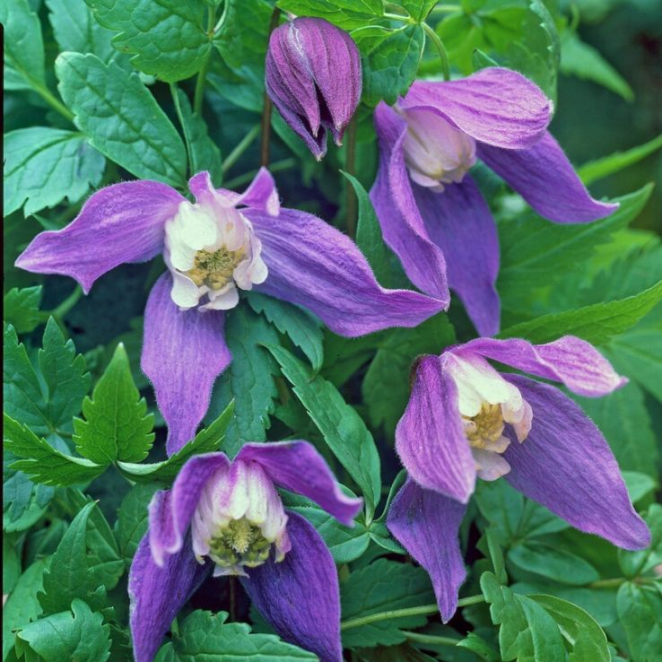 Clematis 'Frances Rivis' main product photo