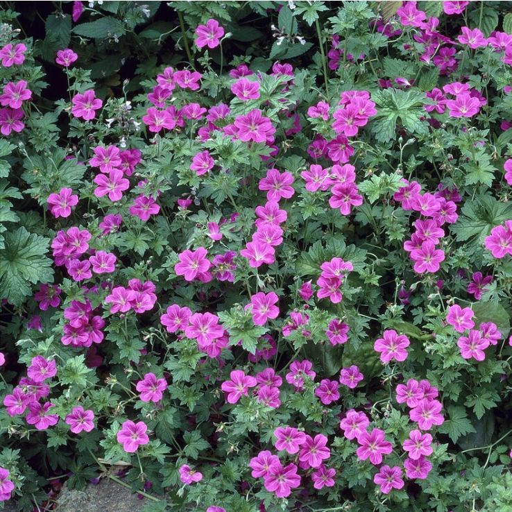 Geranium × riversleaianum 'Russell Prichard' main product photo