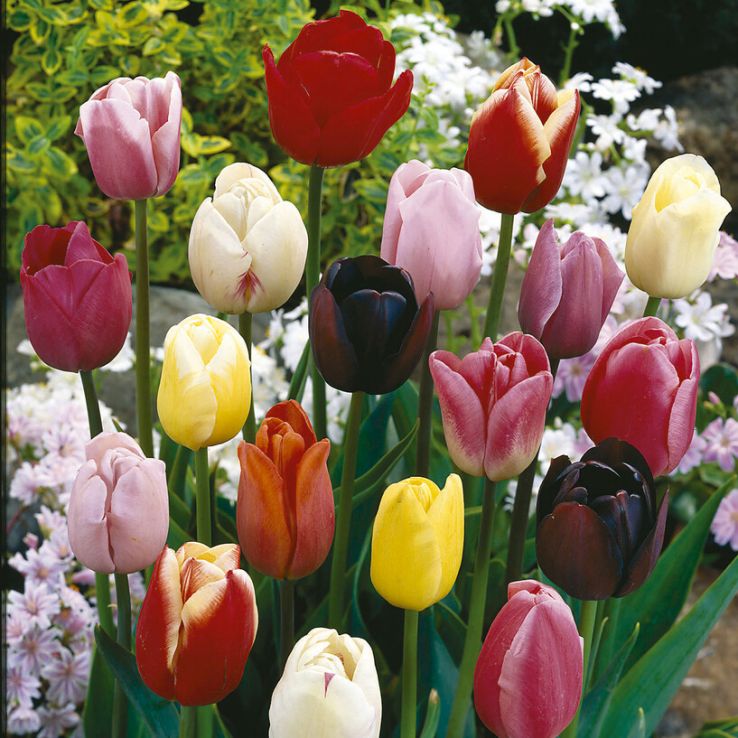 Tulip Triumph Garden Mix - Pack of 25 main product photo