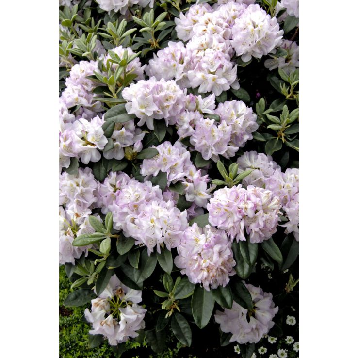 Rhododendron Hybrid Gomer Waterer