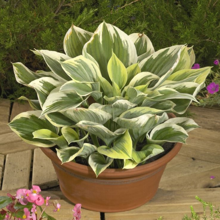 Hosta Liberty main product photo