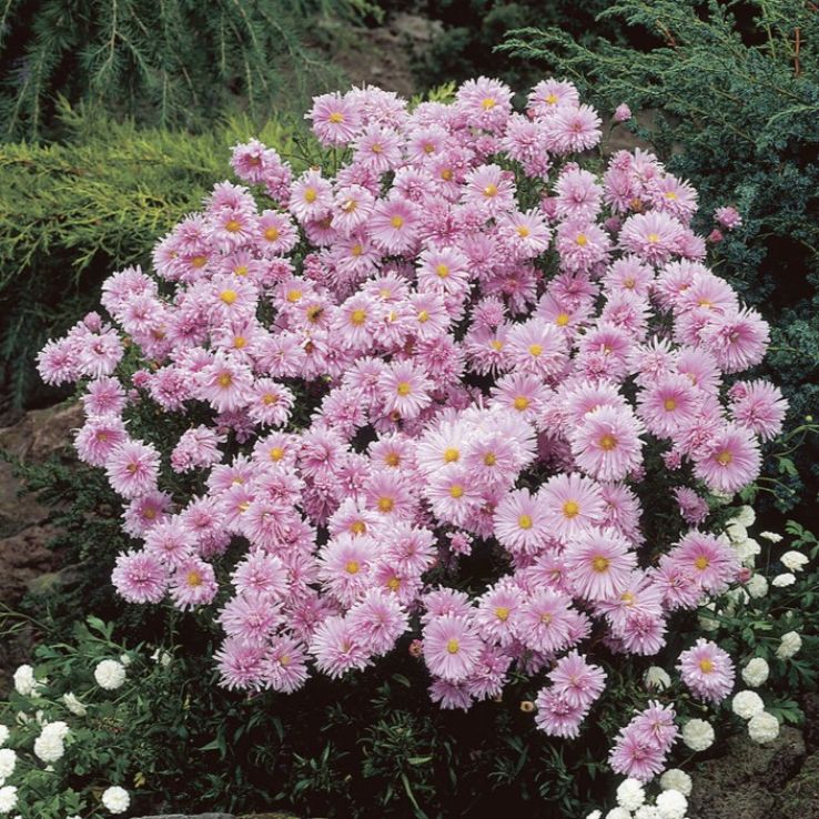 Aster novi-belgii 'Chatterbox' - Michaelmas Daisy main product photo