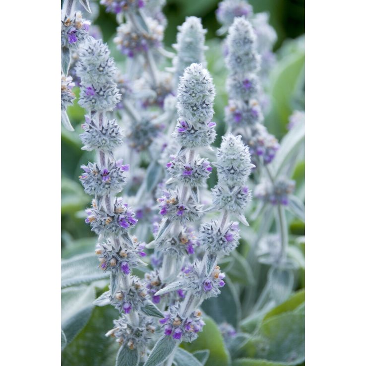 Stachys byzantina 'Big Ears' main product photo