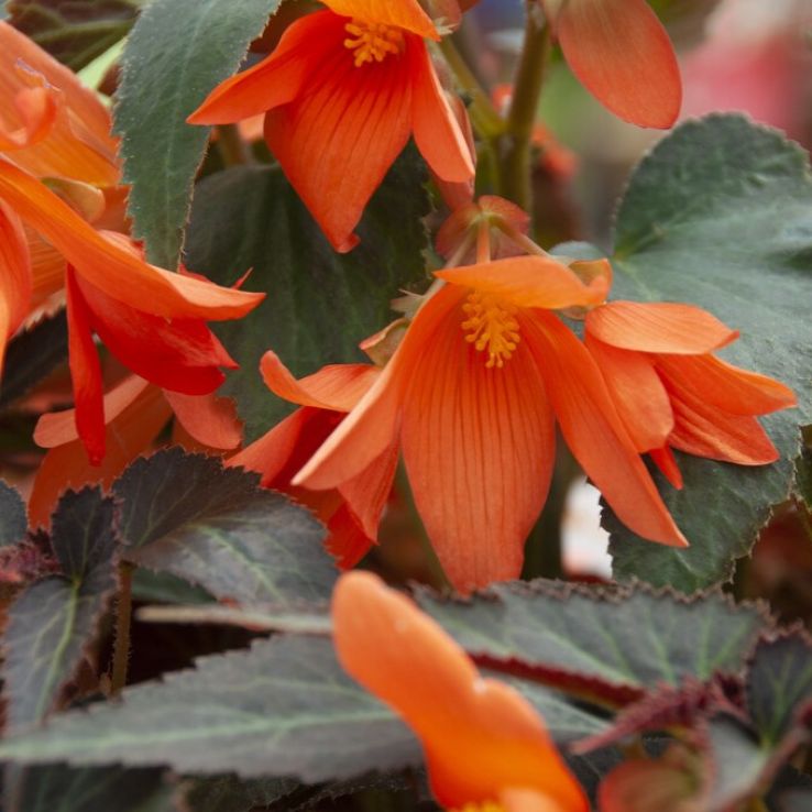 Begonia Bossa Nova Night Fever Papaya main product photo