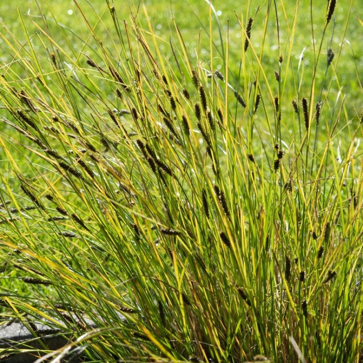 Carex comans 'Phoenix Green' main product photo