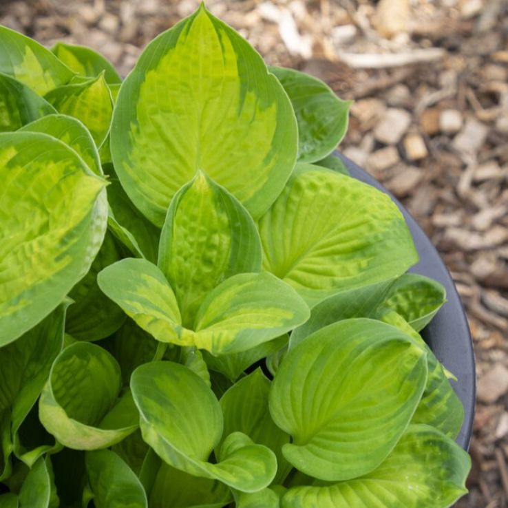 Hosta 'Rainforest Sunrise' main product photo