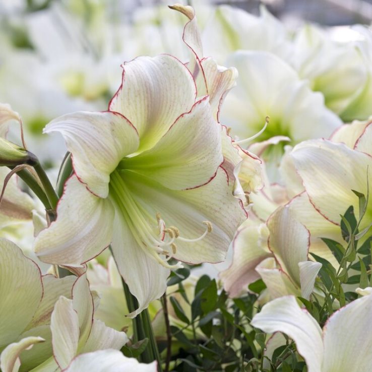 Amaryllis - Lemon Cream- Hippeastrum Bulb main product photo