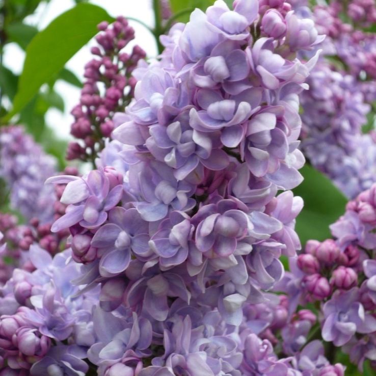 Syringa Vulgaris 'Emilie Lemoine' main product photo