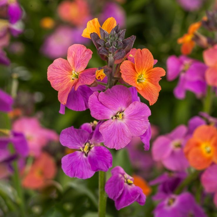 Erysimum Erysistible™ Magenta - In Bud & Bloom main product photo