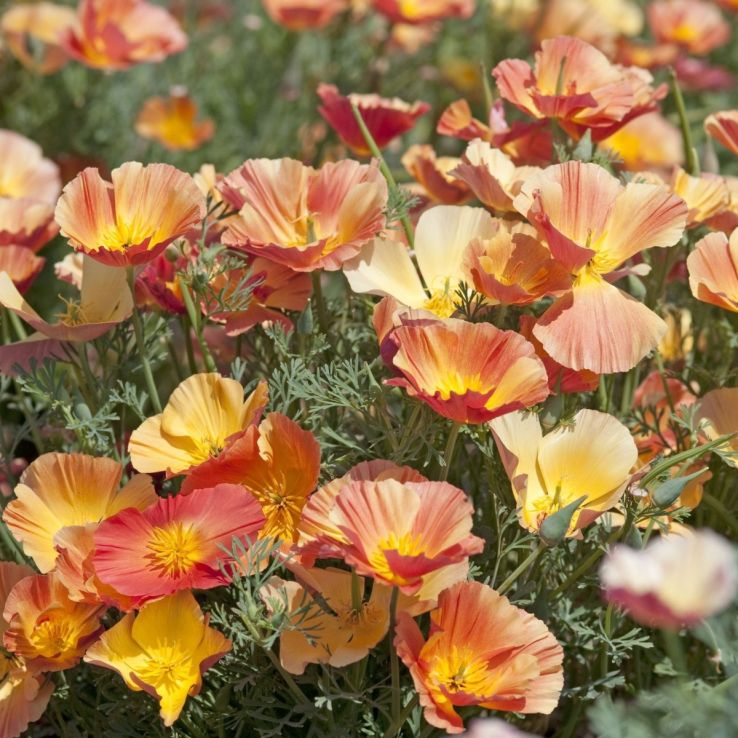 Eschscholzia Californica 'Thai Silk Apricot Chiffon' - California Poppy main product photo