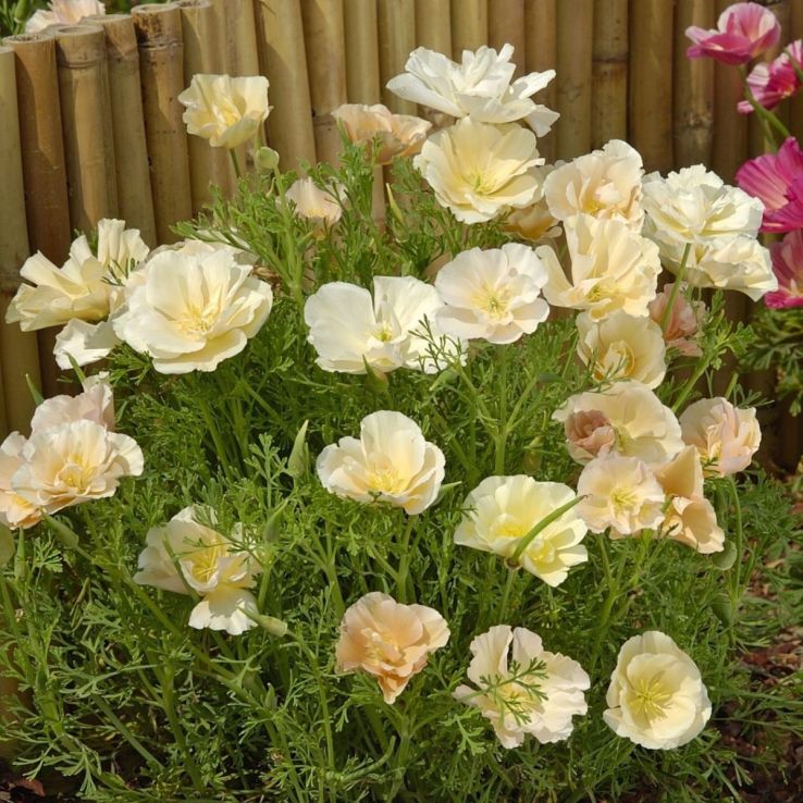 Eschscholzia Californica Thai Silk Pink Champagne - California Poppy main product photo