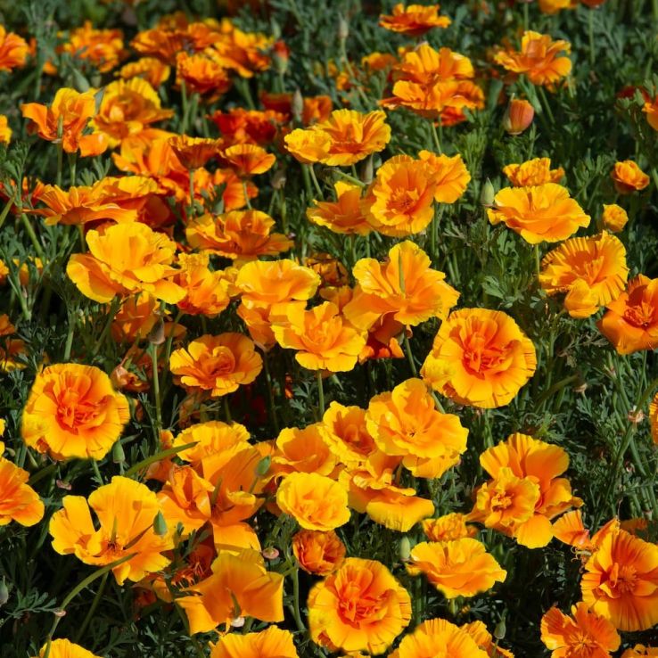 Eschscholzia Californica Lady Marmalade - California Poppy main product photo
