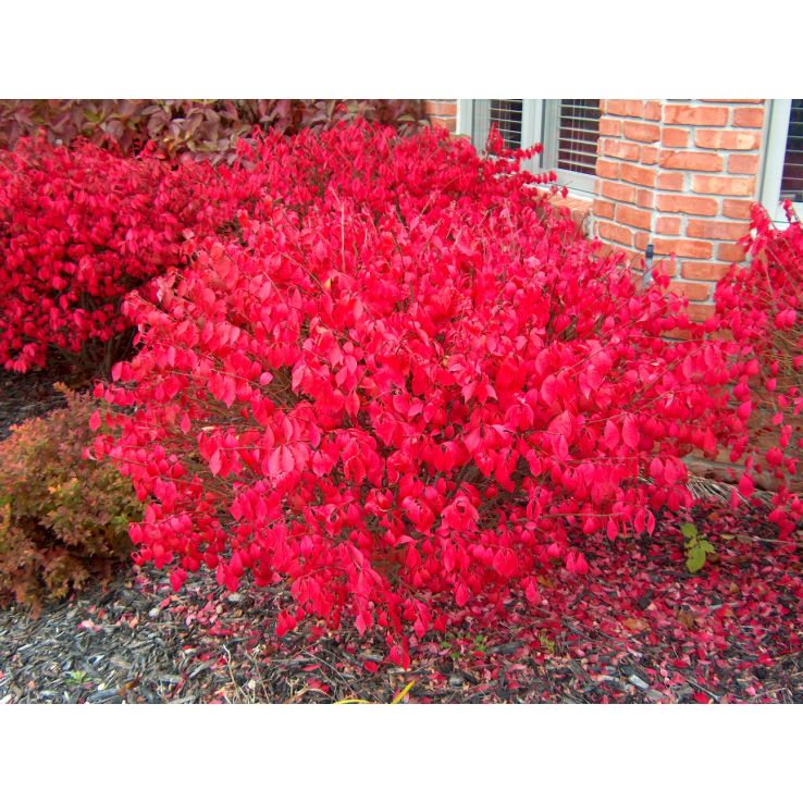 Euonymous Alatus - Burning Spindle Bush Euonymus - XXXL 150cm Heavy Specimen main product photo