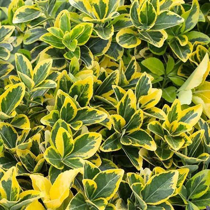 Euonymus japonica Aureomarginatus - Young Plant main product photo