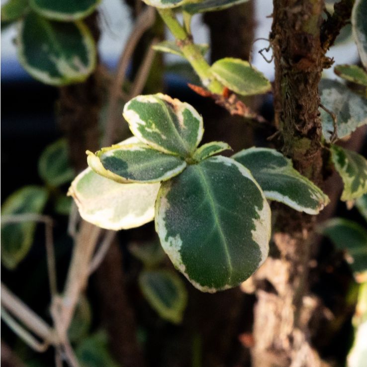 Euonymus fortunei 'Colour Beauty' main product photo